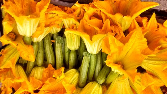 Shortness clumsiness yellow flower