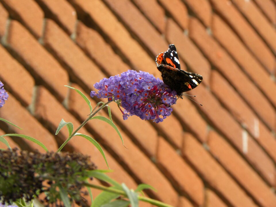 Butterfly butterfly bush bush