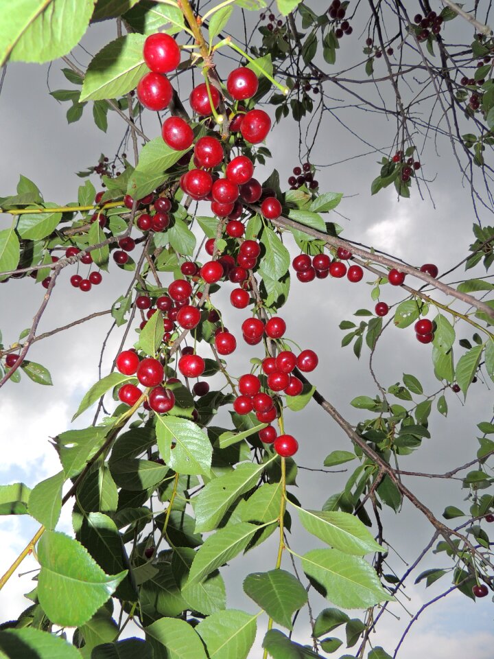 Tree berry green leaves