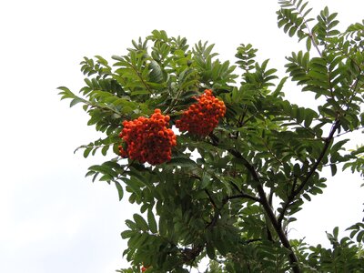 Plant red tree