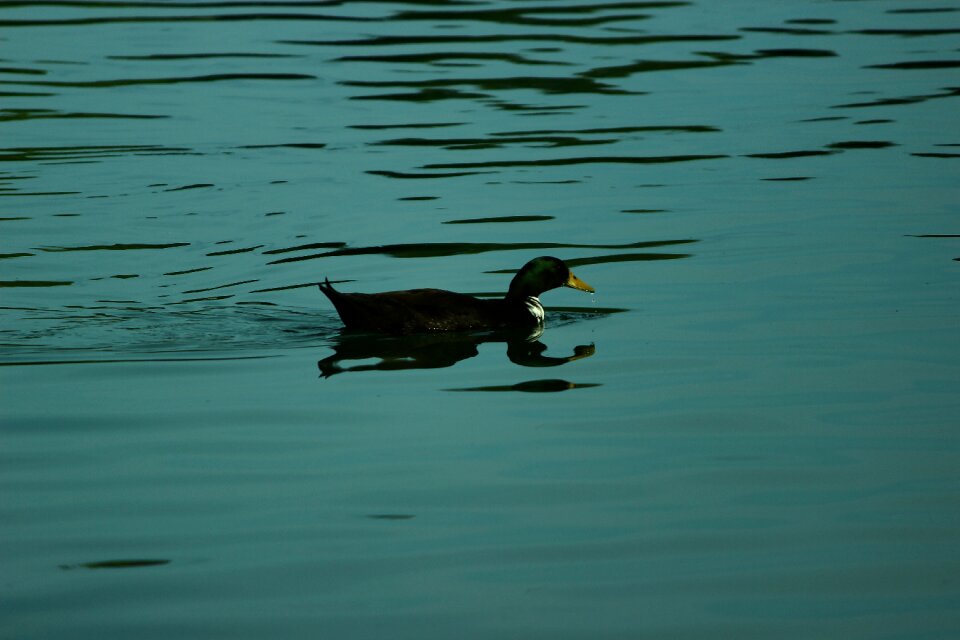 Water bird animal