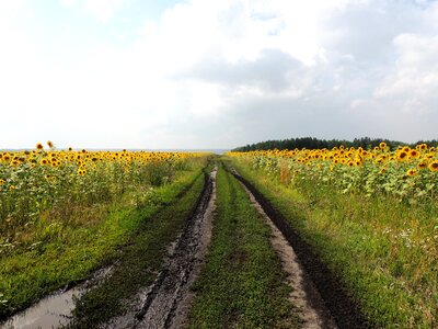 Sunflowers clouds sky