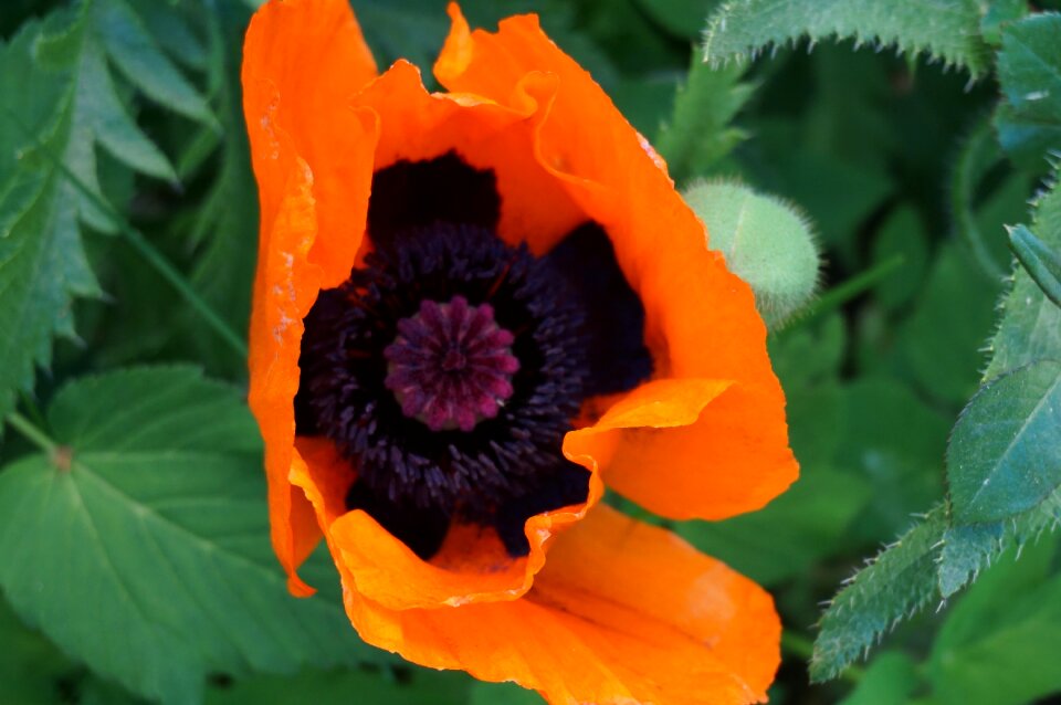 Nature macro flower