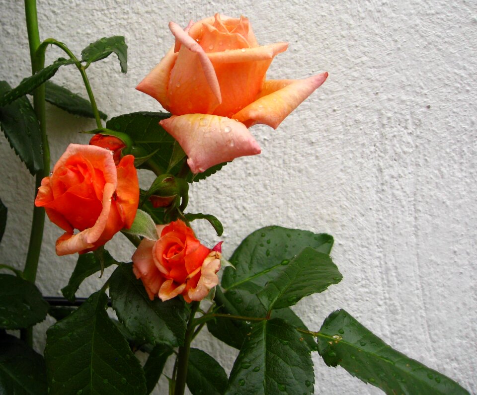 Close up fragrance romance