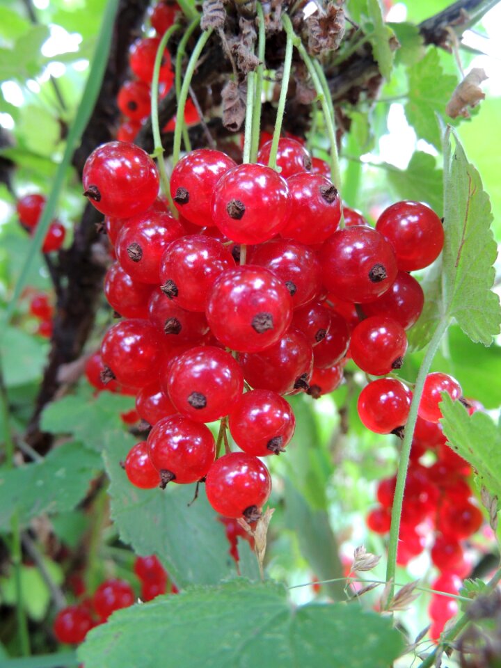 Summer red currant useful