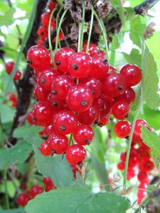 Summer red currant useful