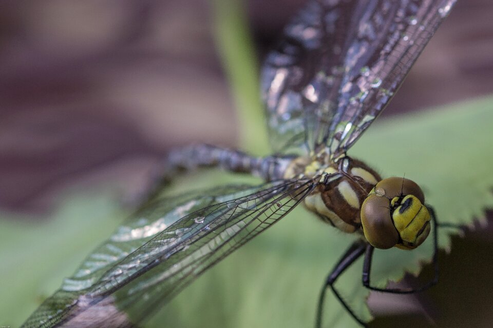 Green close up animal