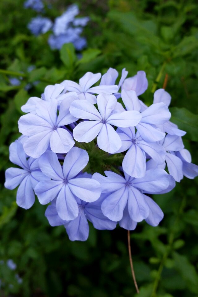 Corsage blue petals