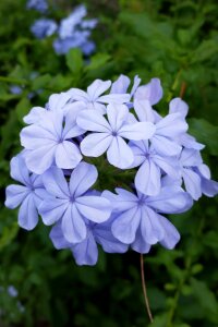 Corsage blue petals
