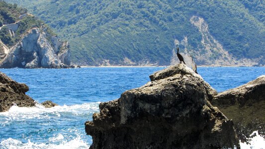 Cormorant sea island