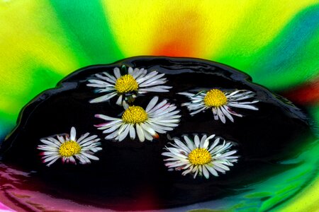 Watercolor daisy close up
