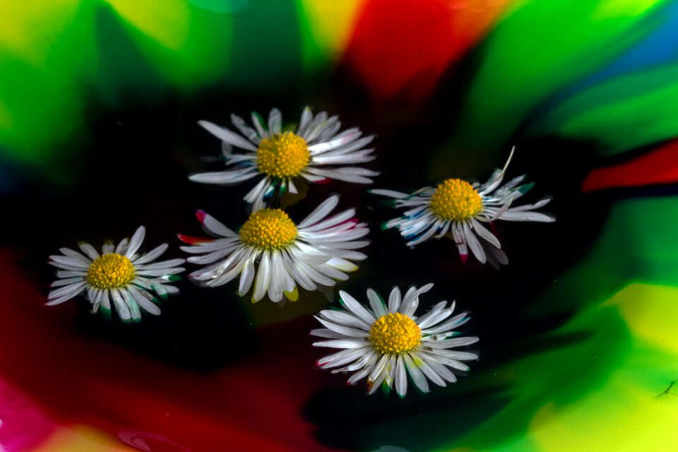 Watercolor daisy close up