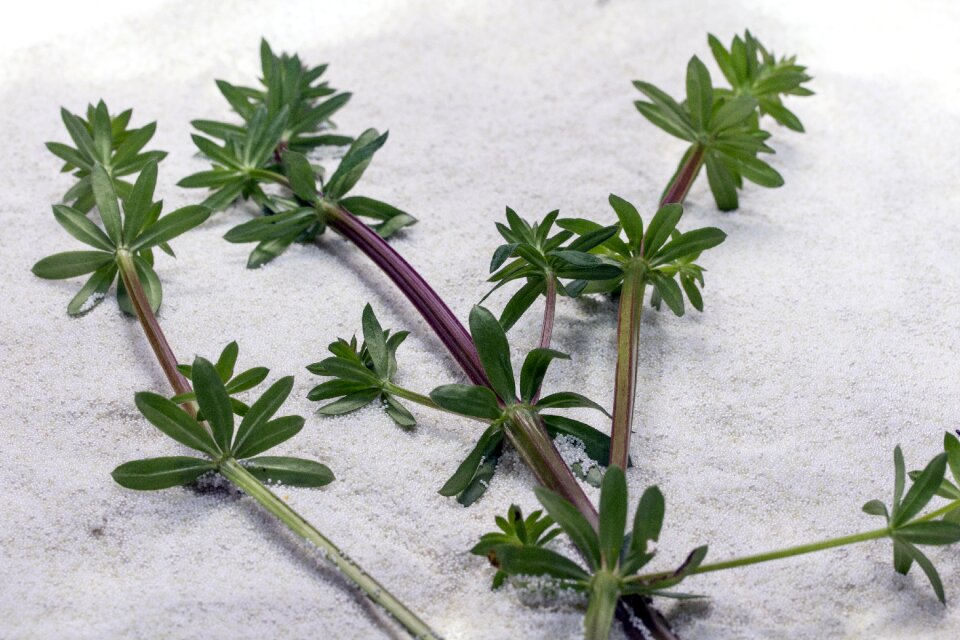 Green spring medicinal plant