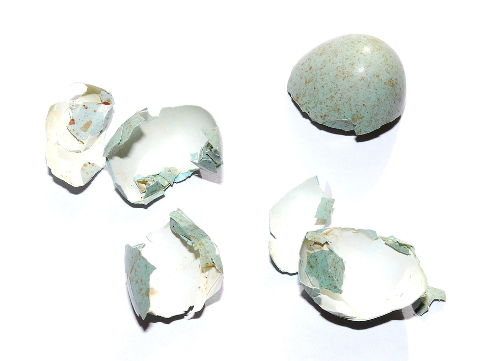 Hatched blue egg broken egg