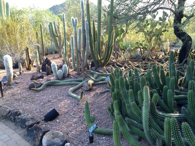 Arizona desert