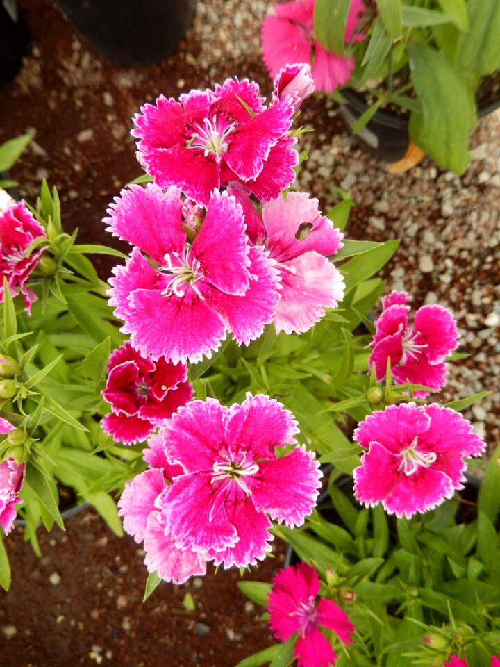 Flower garden plants