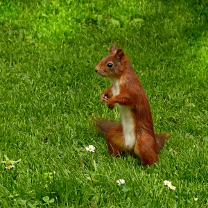 Mammal mindfulness garden
