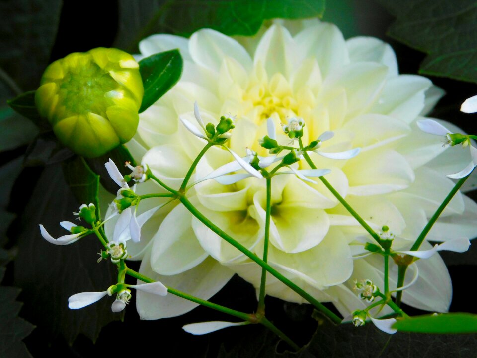 Bloom nature close up