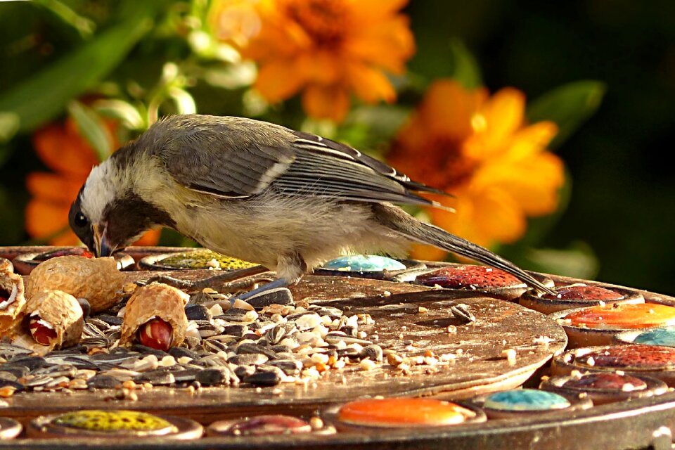 Bird garden food