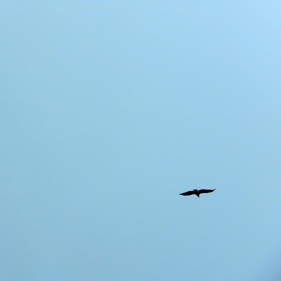 Seagull flight fly