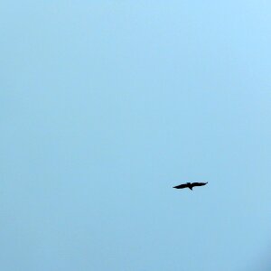Seagull flight fly photo