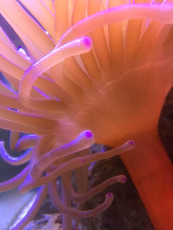 Animal sea underwater
