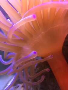 Animal sea underwater