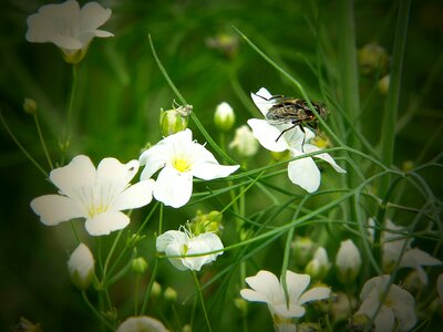 Pointed flower flower meadow smock photo