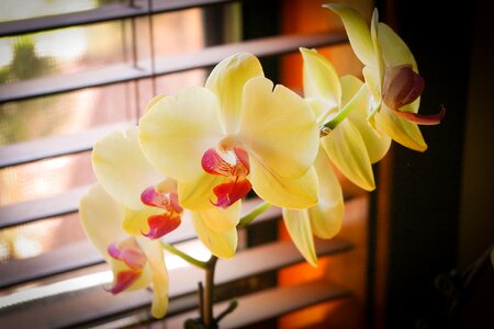 Plant flower phalaenopsis