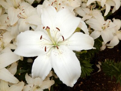 White flowers garden plant