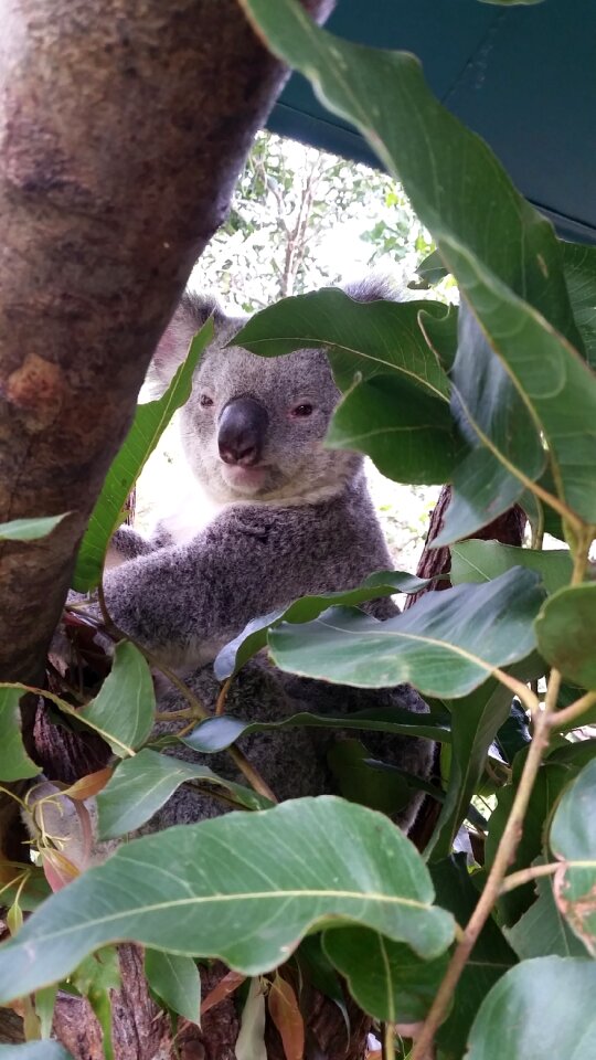 Eucalyptus animal mammal