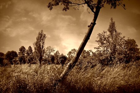 Grass landscape scenic photo