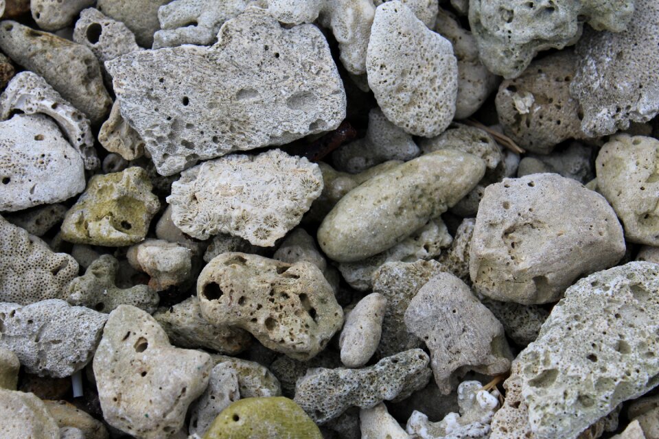 Andaman coral reef dead