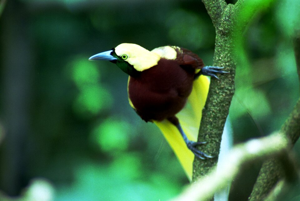 Avian beautiful bird