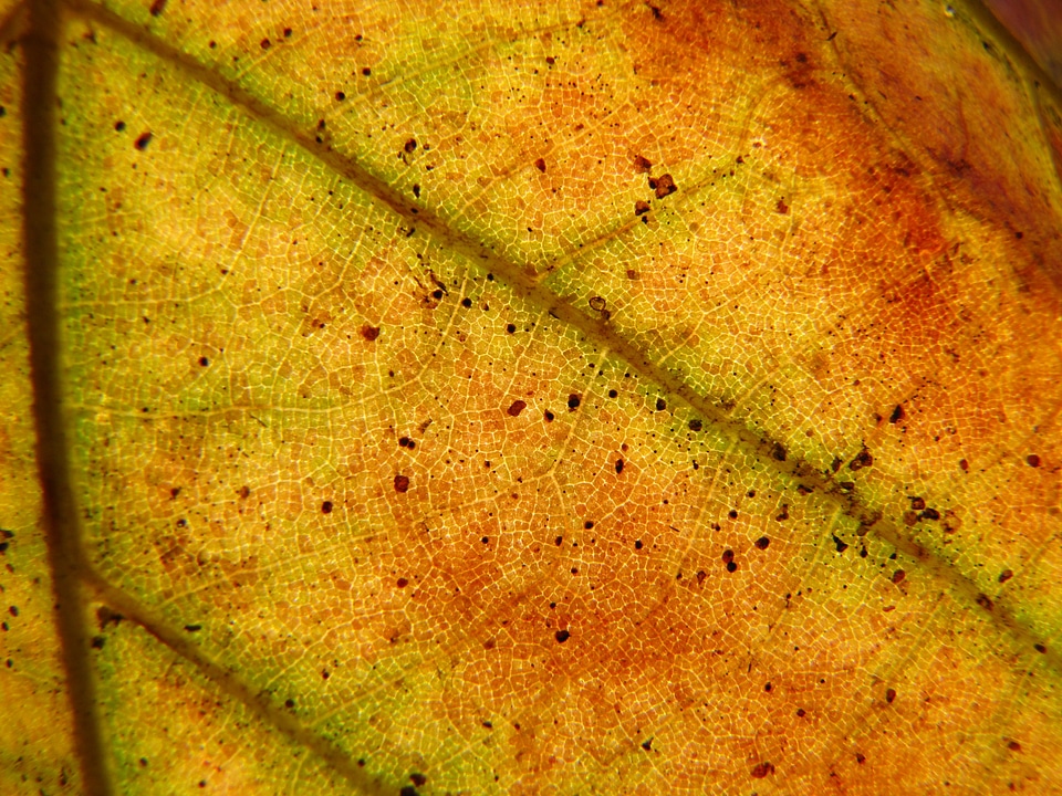 Red nature leaf veins