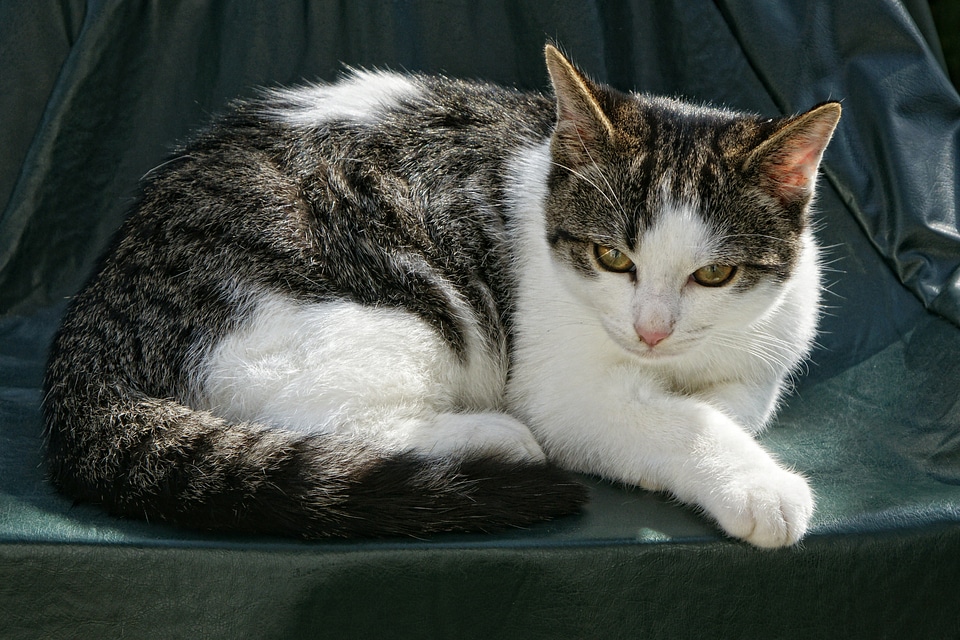 Animal domestic cat relaxed photo