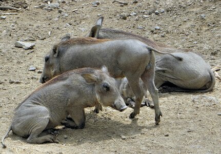 Swine african pig animal photo