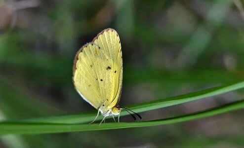 Sulphur butterfly little sulphur little sulfur