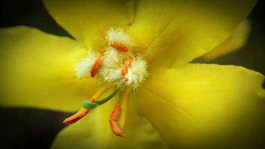 Flower nature petals