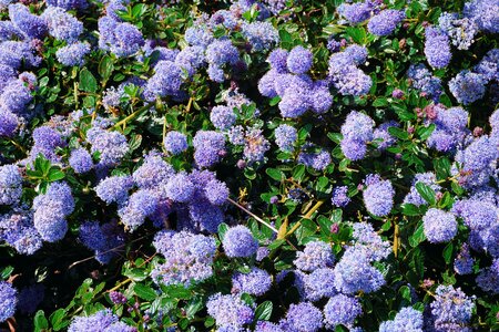Nature plant botany