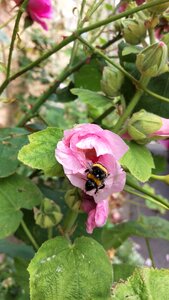Insect wild fauna and flora plant