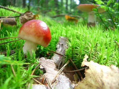 Forest moss speitaeubling