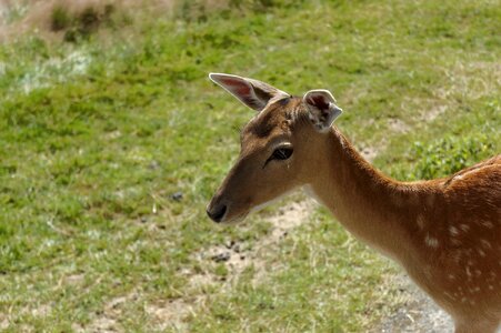Animal zoo head