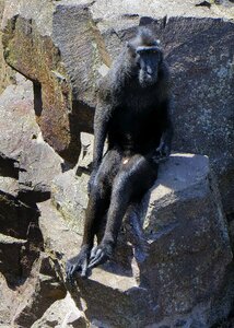 Animal howler mammal