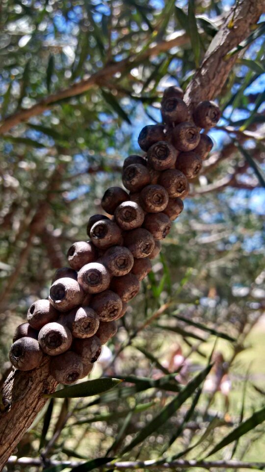 Summer nuts twig