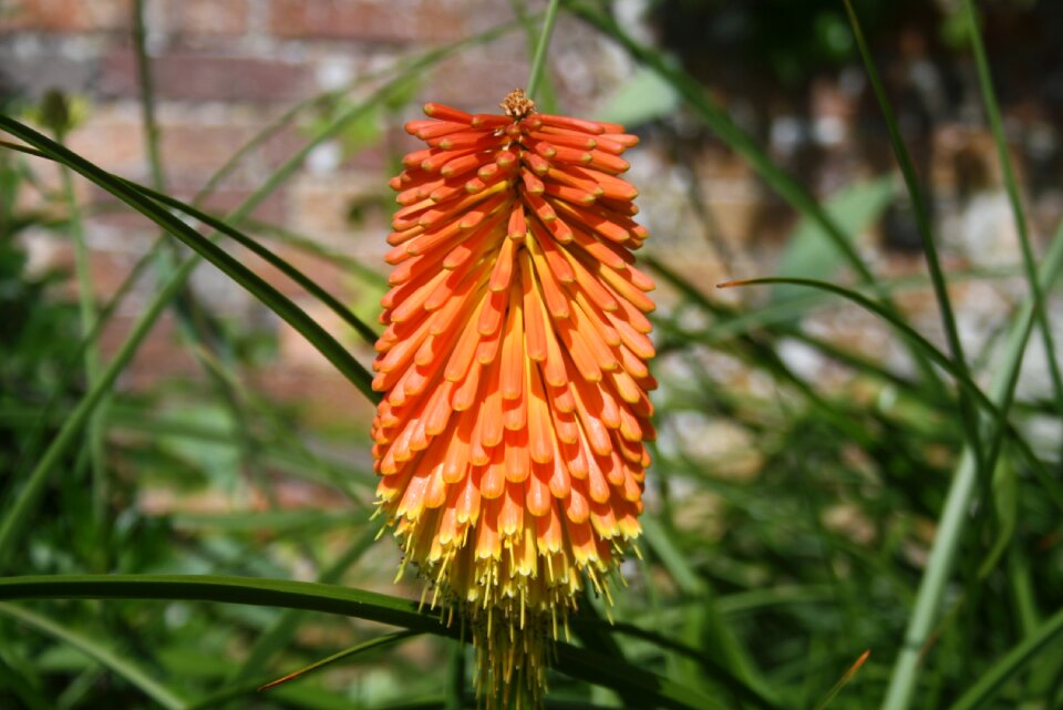 Summer flowers blossom sunny