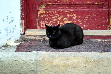Pet feline black cat photo