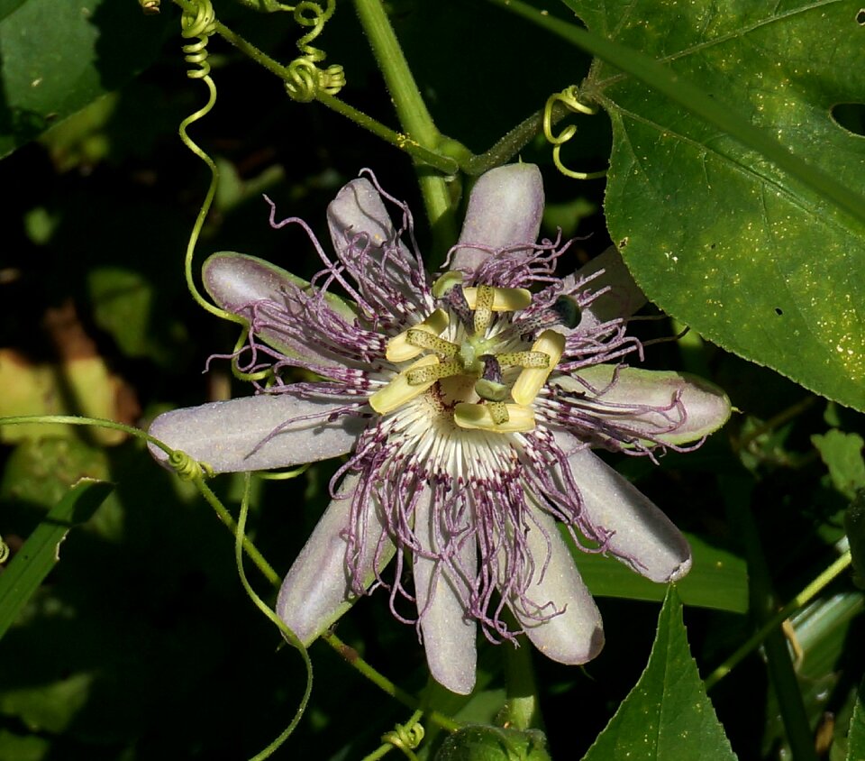Blossom bloom nature