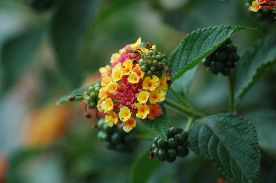 Blossom bloom plant