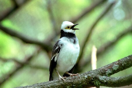 Asian background beak
